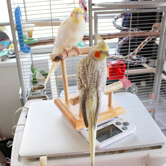 #48BG  一緒に体重を測れる♪  S04-白樺止まり木スタンド MINI