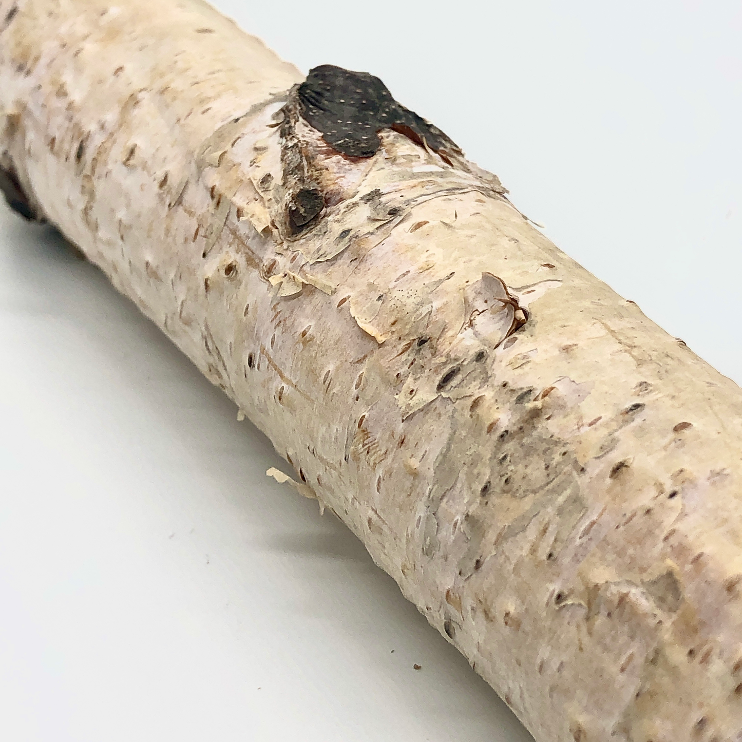 #TML-20 白樺止まり木 MLサイズ 1本 ( 太さ約3~3.9cm 、長さ選択可)