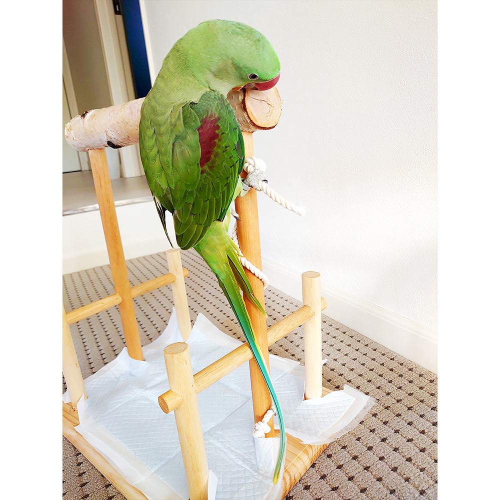 #65bg 【足場あり版】大型インコ用 白樺止まり木スタンド 高さ40cm / 太さ4cm~