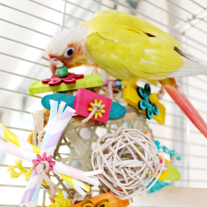 #29M 鳥さんのカミカミお花畑