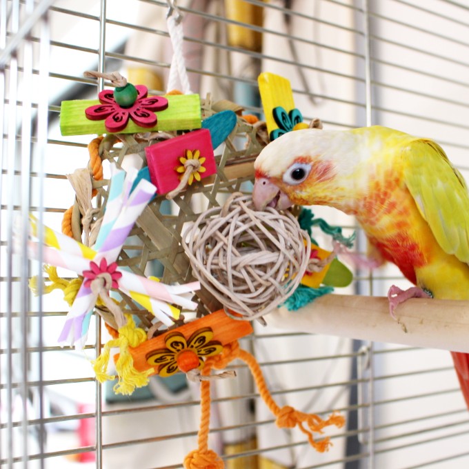 #29M 鳥さんのカミカミお花畑