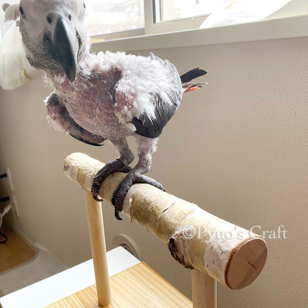 #63BG 大型インコ用 白樺止まり木スタンド (Lサイズ) 太さ4cm~