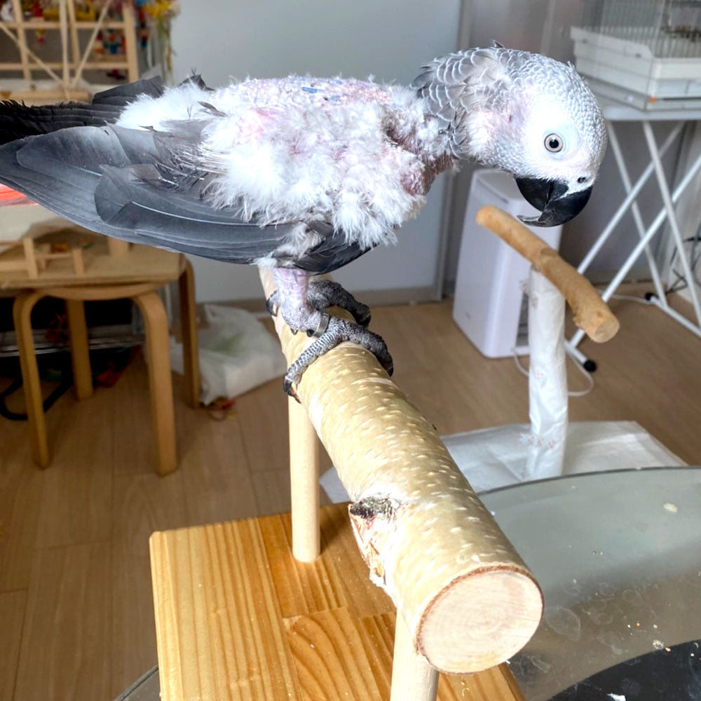 #63BG 大型インコ用 白樺止まり木スタンド (Lサイズ) 太さ4cm~