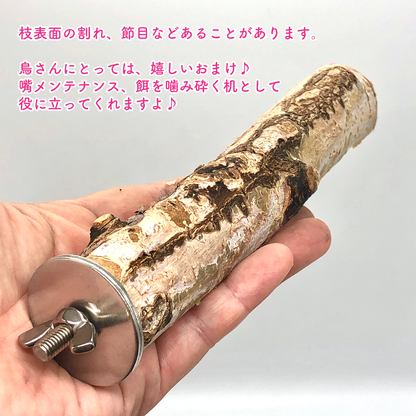 #TML-20    白樺の止まり木  MLサイズ １本　（ 太さ約3~3.9cm 、長さ選択可）